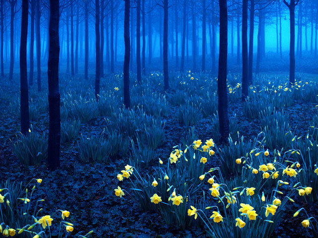 Forêt noire, Allemagne