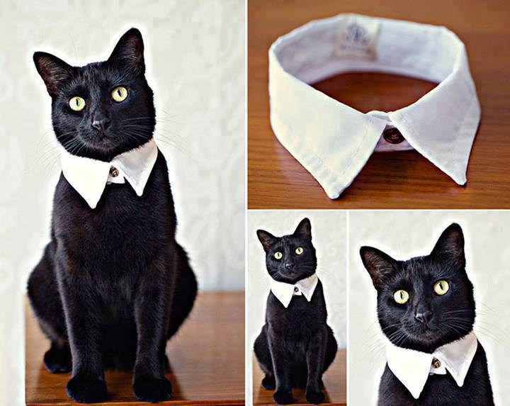 How-to-DIY-Easy-and-Classy-Cat-Collar-from-Old-Shirt