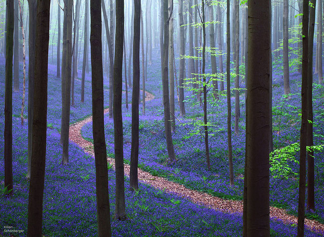 La forêt de Halle, Belgique