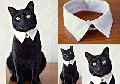 DIY : Classy Pet Collar from Old Shirt!