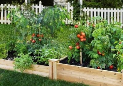 vegetable garden diy