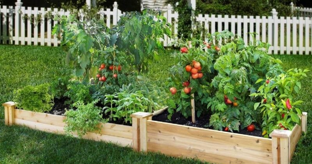 How to make your own Vegetable Garden (Simple Video ...